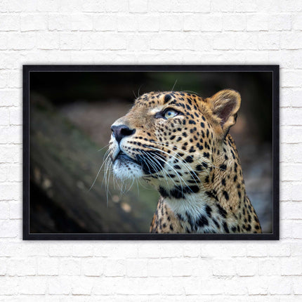 Leopard in the wild. Framed picture with choice of frame colours and options.
