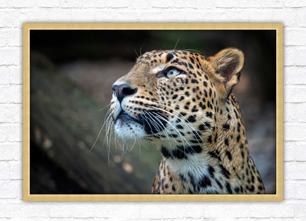 Leopard in the wild. Framed picture with choice of frame colours and options.