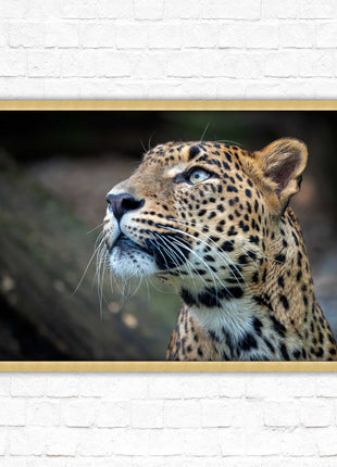 Leopard in the wild. Framed picture with choice of frame colours and options.