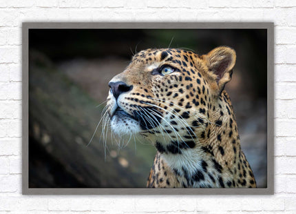 Leopard in the wild. Framed picture with choice of frame colours and options.