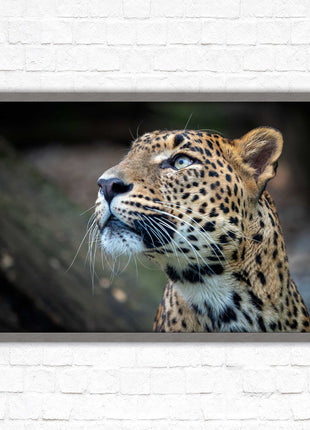 Leopard in the wild. Framed picture with choice of frame colours and options.