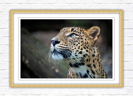 Leopard in the wild. Framed picture with choice of frame colours and options.