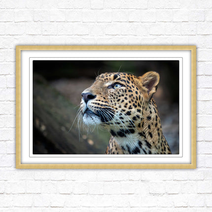 Leopard in the wild. Framed picture with choice of frame colours and options.