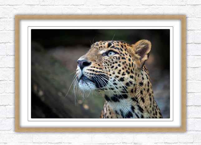 Leopard in the wild. Framed picture with choice of frame colours and options.