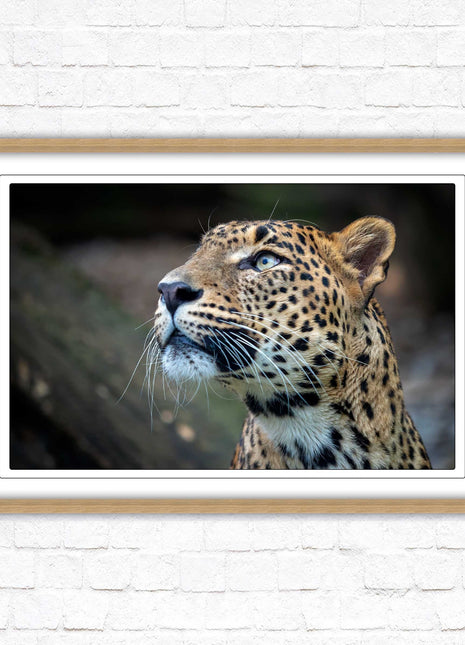 Leopard in the wild. Framed picture with choice of frame colours and options.
