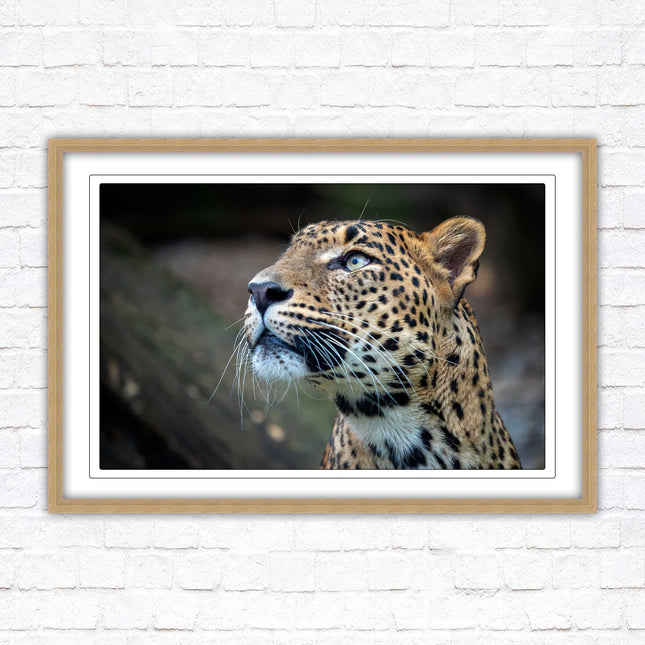 Leopard in the wild. Framed picture with choice of frame colours and options.
