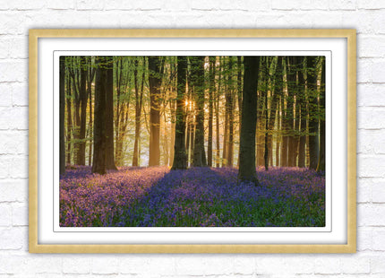 Bluebells in the woods. Framed picture with choice of frame colours