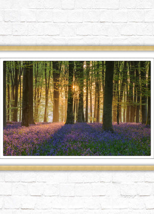 Bluebells in the woods. Framed picture with choice of frame colours
