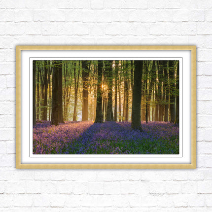 Bluebells in the woods. Framed picture with choice of frame colours