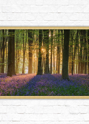 Bluebells in the woods. Framed picture with choice of frame colours