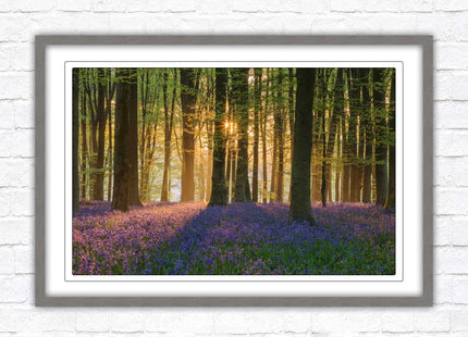 Bluebells in the woods. Framed picture with choice of frame colours