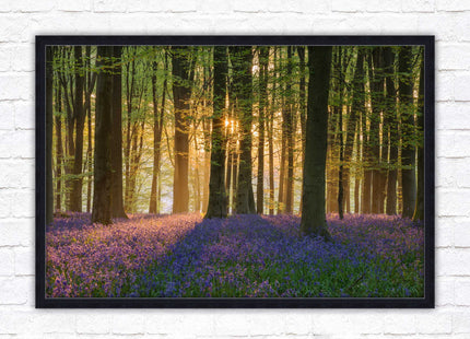 Bluebells in the woods. Framed picture with choice of frame colours