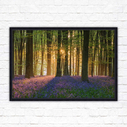Bluebells in the woods. Framed picture with choice of frame colours