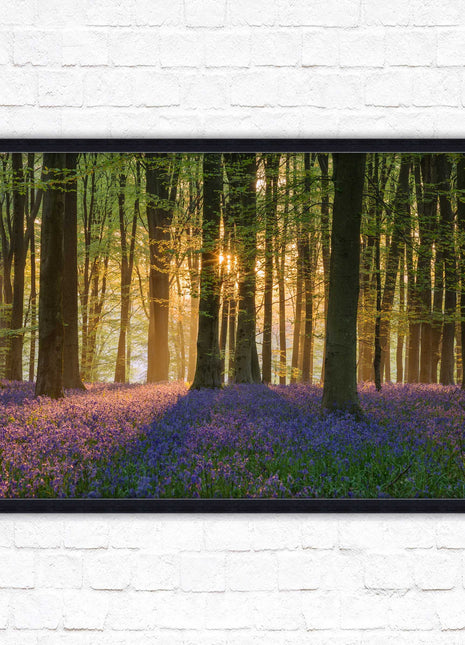 Bluebells in the woods. Framed picture with choice of frame colours