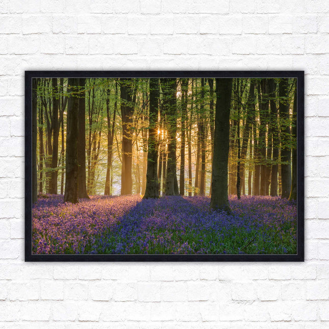 Bluebells in the woods. Framed picture with choice of frame colours