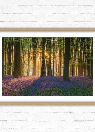 Bluebells in the woods. Framed picture with choice of frame colours