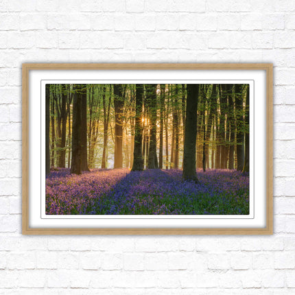 Bluebells in the woods. Framed picture with choice of frame colours