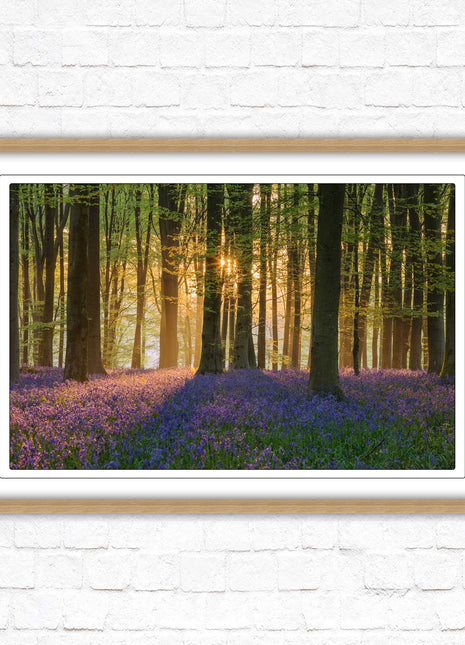 Bluebells in the woods. Framed picture with choice of frame colours