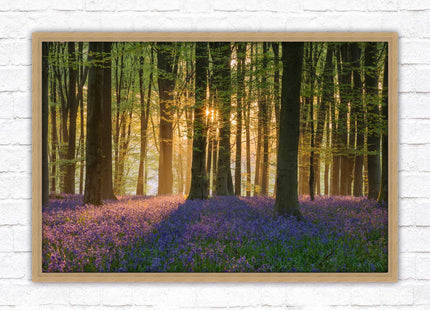 Bluebells in the woods. Framed picture with choice of frame colours