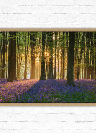 Bluebells in the woods. Framed picture with choice of frame colours