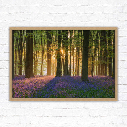 Bluebells in the woods. Framed picture with choice of frame colours