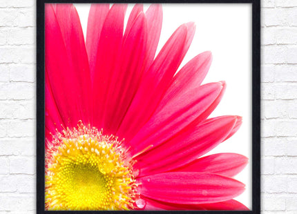 Pink flower. Framed picture print. A choice of frames and sizes, square.