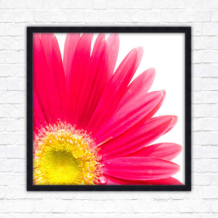 Pink flower. Framed picture print. A choice of frames and sizes, square.
