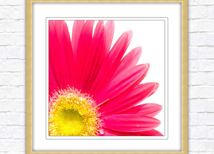 Pink flower. Framed picture print. A choice of frames and sizes, square.