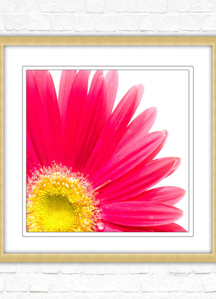 Pink flower. Framed picture print. A choice of frames and sizes, square.