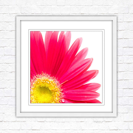 Pink flower. Framed picture print. A choice of frames and sizes, square.