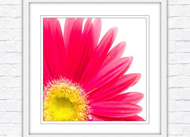 Pink flower. Framed picture print. A choice of frames and sizes, square.