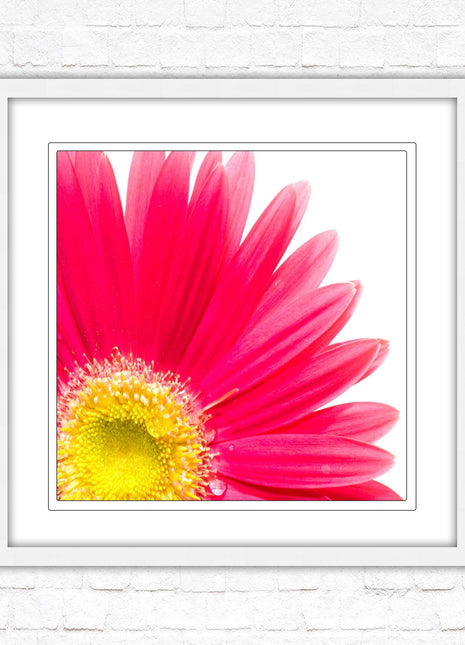 Pink flower. Framed picture print. A choice of frames and sizes, square.