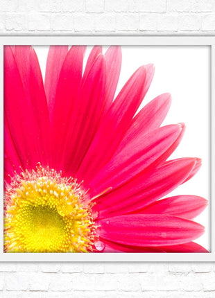 Pink flower. Framed picture print. A choice of frames and sizes, square.