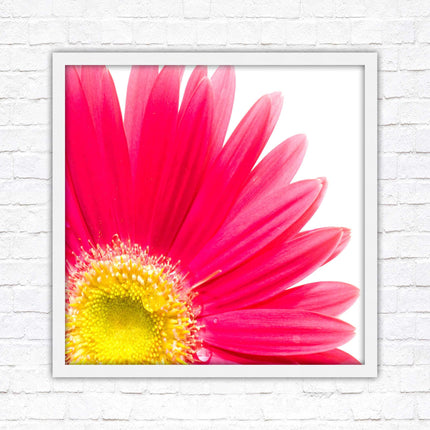 Pink flower. Framed picture print. A choice of frames and sizes, square.