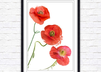 Poppies , Framed picture with choice of frame colours and options.