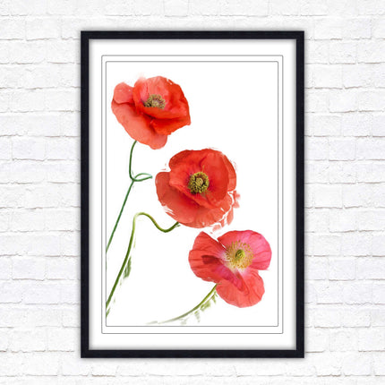 Poppies , Framed picture with choice of frame colours and options.
