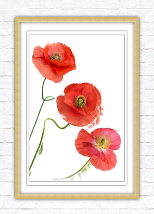 Poppies , Framed picture with choice of frame colours and options.