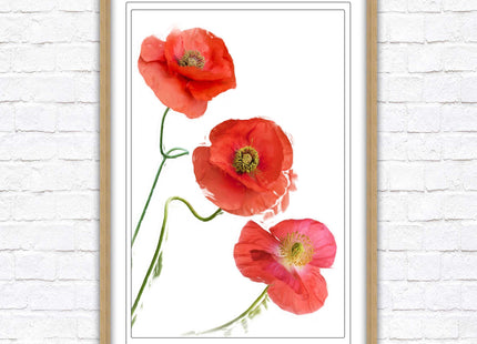 Poppies , Framed picture with choice of frame colours and options.