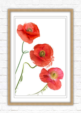 Poppies , Framed picture with choice of frame colours and options.