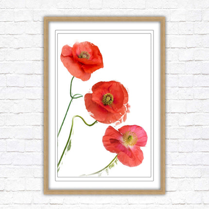 Poppies , Framed picture with choice of frame colours and options.