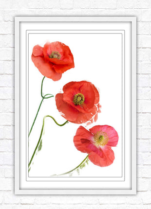 Poppies , Framed picture with choice of frame colours and options.