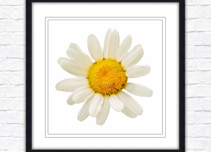 Daisy. Framed picture print. A choice of frames and sizes, square.