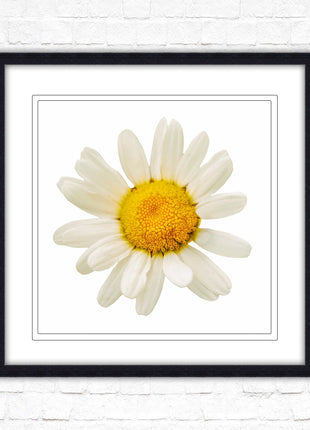 Daisy. Framed picture print. A choice of frames and sizes, square.