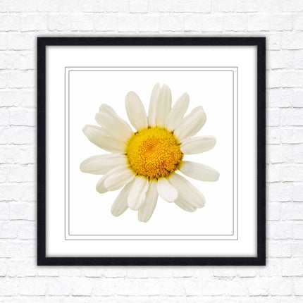 Daisy. Framed picture print. A choice of frames and sizes, square.