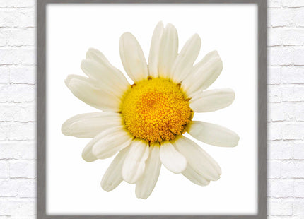 Daisy. Framed picture print. A choice of frames and sizes, square.