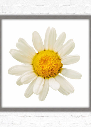 Daisy. Framed picture print. A choice of frames and sizes, square.