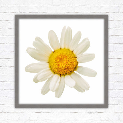 Daisy. Framed picture print. A choice of frames and sizes, square.