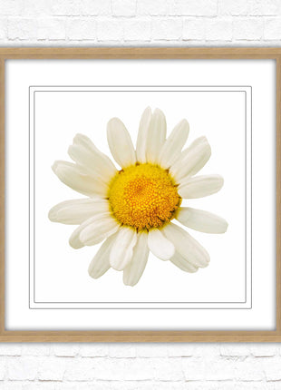 Daisy. Framed picture print. A choice of frames and sizes, square.