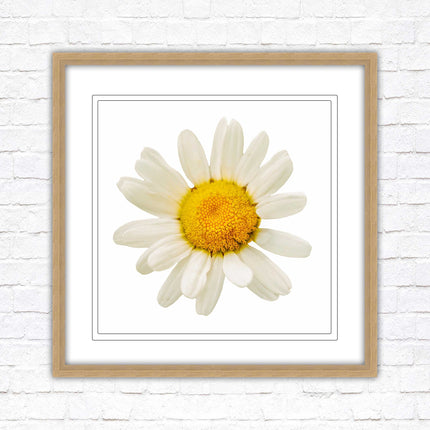 Daisy. Framed picture print. A choice of frames and sizes, square.