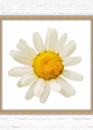 Daisy. Framed picture print. A choice of frames and sizes, square.